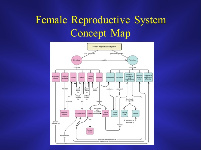 Female Reproductive System Concept Map